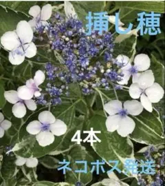 143. 三河千鳥 ミカワチドリ 抜き苗 - メルカリ