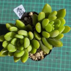 多肉　春萌　カット苗　発根管理中