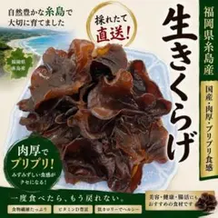 糸島産 生きくらげ 400g 国産 黒アラゲ 肉厚 大判 採れたて プリプリのサムネイル