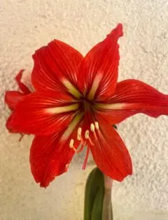 み*ん様 札落ち❣️お買い得セット どちらの花が咲くかはお楽しみ