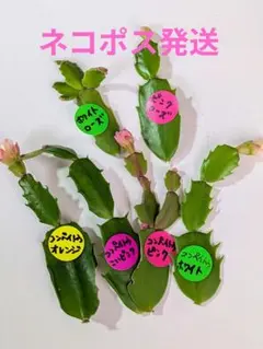 デンマークカクタス バラ咲き 他