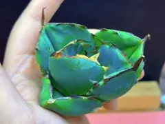M-2753アガベチタノタ黒豹ダイヤモンド超美のサムネイル