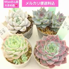 2026年最新】ミヤさん苗の人気アイテム - メルカリ