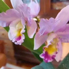 tanoshimo様 リクエスト 2点 まとめ商品