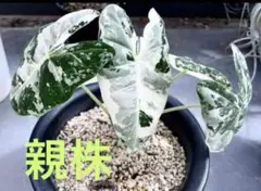 アロカシアククラータクリンクルアルボ 芋 1つ - メルカリ