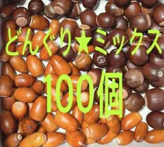 どんぐり★ミックス100個
