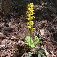2026年最新】エビネ 苗の人気アイテム - メルカリ