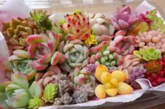 【早い者勝ち】韓国苗多肉植物寄せ植えセット♡