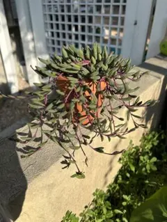 多肉植物　カット苗　ルビーネックレス　ドルフィンネックレス　グリーンネックレス