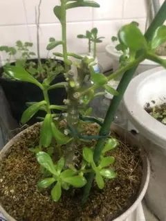 カンナ Sceletium Tortuosum 4【発根済】 - メルカリ
