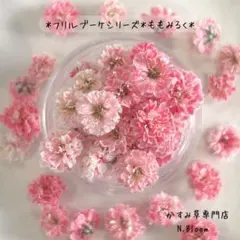 かすみ草　＊ももみるく＊　60粒＋α フリルブーケシリーズ　ドライフラワー