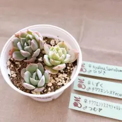 i*a様 多肉植物　カット苗セット　しずく　チワワエンシスイエコラ（選）　他　ミのサムネイル