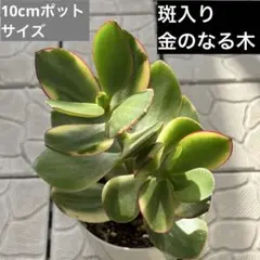 2026年最新】金のなる木 花月錦の人気アイテム - メルカリ