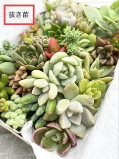 多肉植物　抜き苗箱いっぱいセット　売り尽くし！