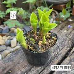 るるれれろ様 リクエスト 2点 まとめ商品