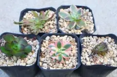 も*ん様 アエオニウム5品種セット「桃花石&モナリザ&Medusa &妖月&魅金