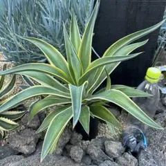 【特価】大型　アガベ　ベネズエラ　匿名配送　抜き苗発送 アガベ ベネズエラ 特大サイズ 大株 子株付き