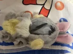 ユニベアシティ コスチューム