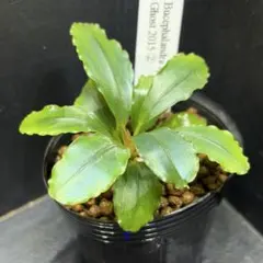 2026年最新】bucephalandra sp. ghost kalimantanの人気アイテム