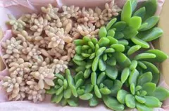 多肉植物　カット苗詰め合わせ