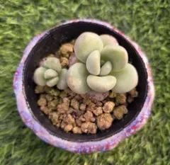 どるちゃん様 リクエスト 4点 まとめ商品