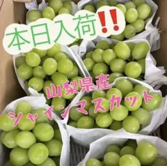 1️⃣8️⃣ 山梨県産 シャイン＆牧丘巨峰 詰め合わせ箱込5.5キロ