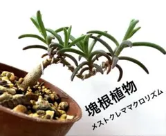 ☆塊根植物☆盆栽仕立てメストクレママクロリズム　実生苗のサムネイル