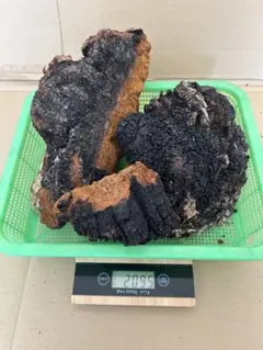 2026年最新】カバノアナタケの人気アイテム - メルカリ