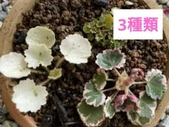 2026年最新】極姫ユキノシタの人気アイテム - メルカリ