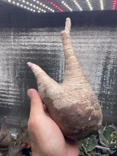 マナマナ様 リクエスト 4点 まとめ商品