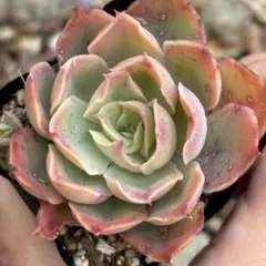 2025年最新】ミックスベリアの人気アイテム - メルカリ