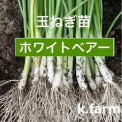 ruo様。 和歌山産　玉ねぎ苗　ホワイトベアー　10本