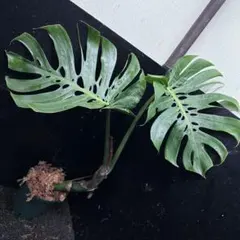 2026年最新】モンステラ マクロコズムの人気アイテム - メルカリ