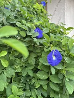 カマキリ様 リクエスト 2点 まとめ商品