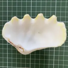 【沖縄県産】夏休みの工作に！貝殻　シャコガイの殻（片面）1個①