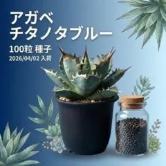 2026年最新】チタノタブルーの人気アイテム - メルカリ