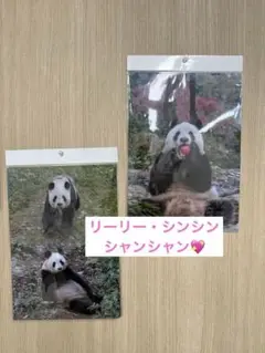【大パンダ展限定】リーリー　シンシン　シャンシャン　クリアファイル