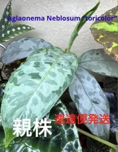 極美品　希少種アグラオネマ　アンダマン産　ピクタムトリカラー 極美品 大型 希少種アグラオネマ アンダマン産 ピクタムトリカラー