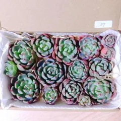 27.多肉植物　七福美尼　カット苗　詰め合わせ