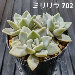 ミリリラ 702 エケベリア 多肉植物 抜き苗