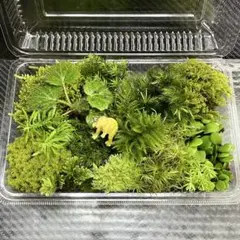 天然苔　こけ　植物詰め合わせ！スギゴケ　ヒノキゴケ　フジノマンネングサ等 yのサムネイル