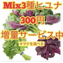 ★Mix3種ヒユナ.の種3.5g 約5000粒前後のサムネイル