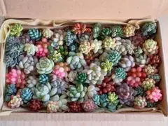 多*り様 36 ちまちま寄せ　カット苗セット　多肉植物　寄せ植えセット