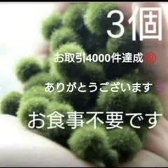 国産マリモ 約1cm 3個 癒しのマリモ無農薬 - メルカリ