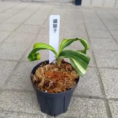 ② 獅子系 万年青 オモト 【鶴の舞】 縞獅子 割子 - メルカリ