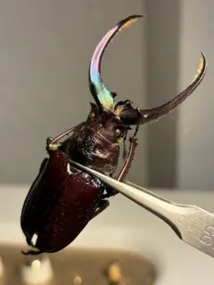 オウゴンオニクワガタ樹脂標本 - メルカリ