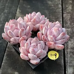 ＊shino＊様専用❗️119多肉植物　ザクロ　抜き苗　4苗セット❣️