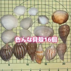 色んな貝殻16個セット