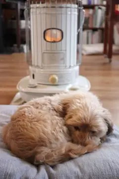 yukino様専用　あとぐちさんの木彫り熊　大きなうたた寝グマ　洞爺湖　北海道