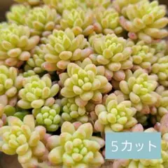 空*ん様 C35-C5126 24株 花団錦 抜き苗 ふっくら 多肉植物 空*ん様 C35-C5126 24株 花団錦 抜き苗 ふっくら 多肉植物